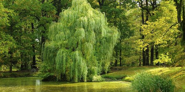 willow tree in a lake with other trees surrounding it